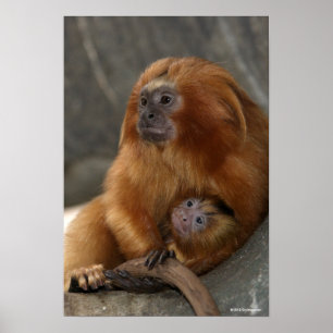 Golden Lion Tamarin met Baby Poster