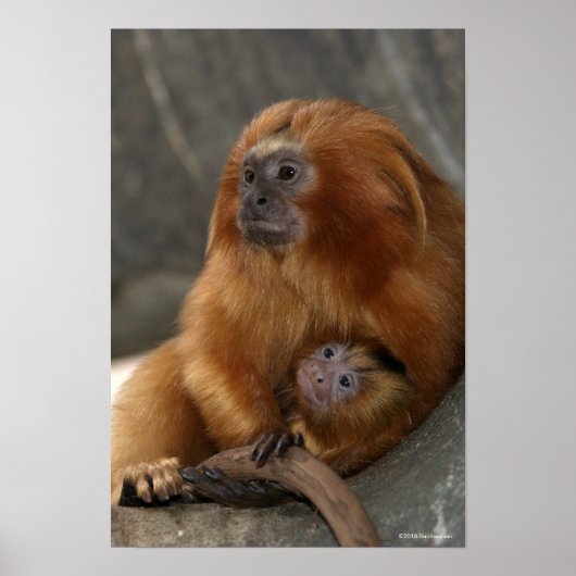 Golden Lion Tamarin met Baby Poster (Voorkant)