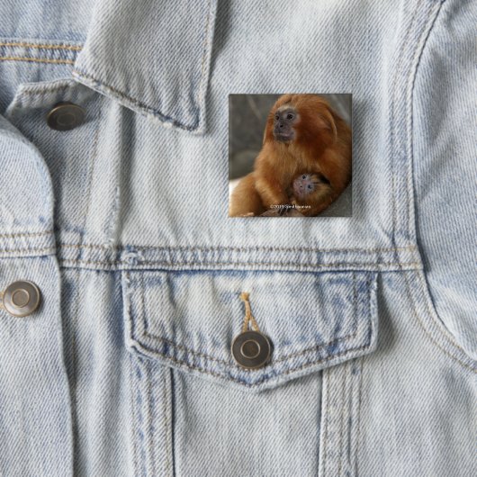 Golden Lion Tamarin met Baby Vierkante Button 5,1 Cm (In situ)