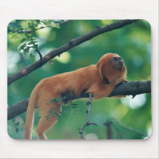 GOLDEN LION TAMARIN MONKEY MARMOSET MUISMAT