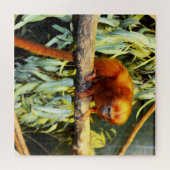 Golden Lion Tamarin Observing, Jigzaag Puzzle Legpuzzel (Horizontaal)