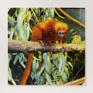 Golden Lion Tamarin Observing, Jigzaag Puzzle Legpuzzel