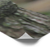 Golden Lion Tamarin Poster (Hoek)