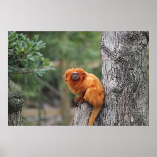 Golden Lion Tamarin Poster (Voorkant)