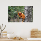 Golden Lion Tamarin Poster (Keuken)