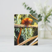 Golden Lion Tamarin Whats Up, Briefkaart (Staand voorkant)
