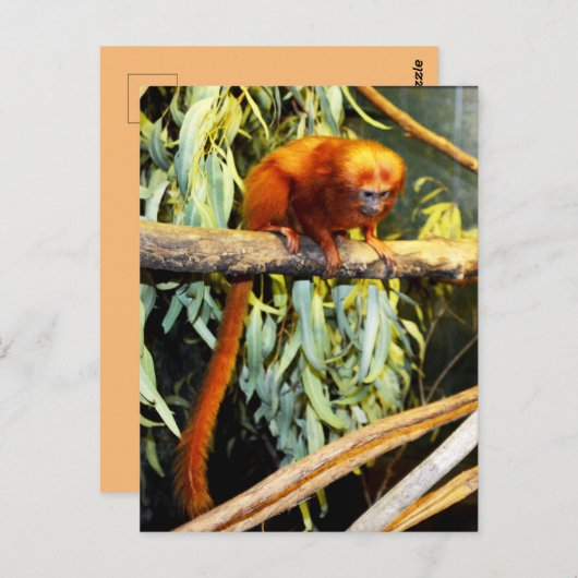 Golden Lion Tamarin Whats Up, Briefkaart (Voorkant / Achterkant)