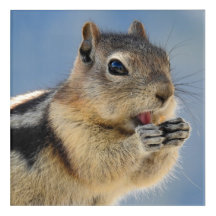 Golden Mantled Ground Squirrel AcrylArt Print