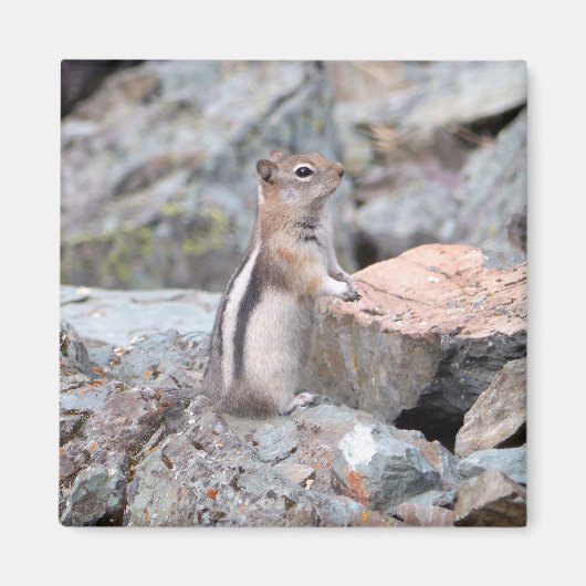 Golden-Mantled Ground Squirrel at Glacier II Magneet (Voorkant)