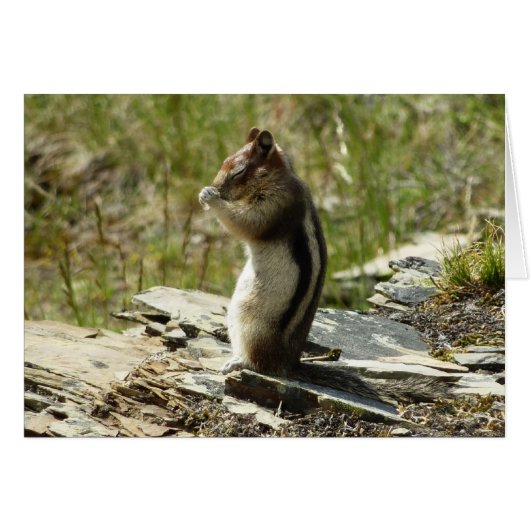 Golden-Mantled Ground Squirrel at Glacier Park (Voorkant Horizontaal)