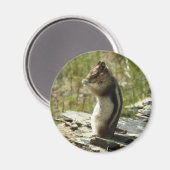 Golden-Mantled Ground Squirrel at Glacier Park Magneet (Voorkant / Achterkant)