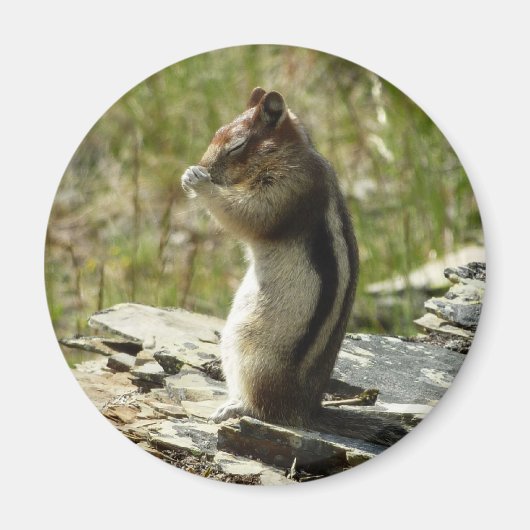 Golden-Mantled Ground Squirrel at Glacier Park Magneet (Voorkant)