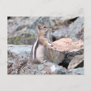 Golden Mantled Ground Squirrel bij Glacier II Briefkaart