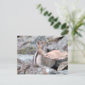 Golden Mantled Ground Squirrel bij Glacier II Briefkaart (Staand voorkant)