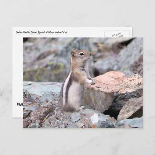 Golden Mantled Ground Squirrel bij Glacier II Briefkaart (Voorkant / Achterkant)