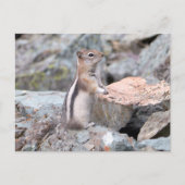 Golden Mantled Ground Squirrel bij Glacier II Briefkaart (Voorkant)