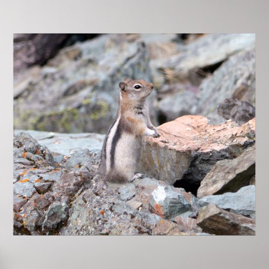 Golden Mantled Ground Squirrel bij Glacier II Poster (Voorkant)