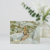 Golden-Mantled Ground Squirrel bij Mount Rainier Briefkaart (Staand voorkant)