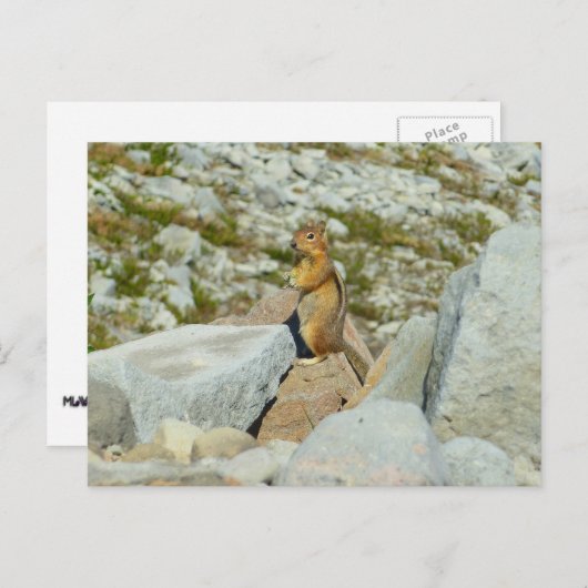 Golden-Mantled Ground Squirrel bij Mount Rainier Briefkaart (Voorkant / Achterkant)