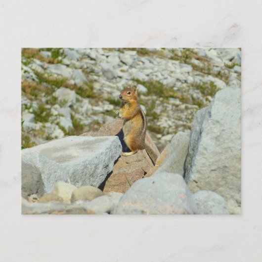 Golden-Mantled Ground Squirrel bij Mount Rainier Briefkaart (Voorkant)