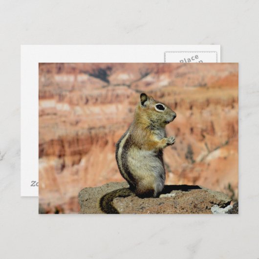 Golden Mantled Ground Squirrel Briefkaart (Voorkant / Achterkant)