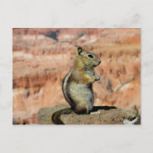 Golden Mantled Ground Squirrel Briefkaart (Voorkant)