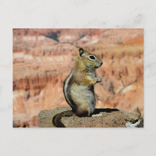 Golden Mantled Ground Squirrel Briefkaart (Voorkant)