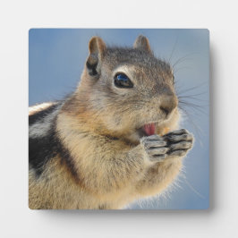 Golden Mantled Ground Squirrel Desktop Plaque Fotoplaat