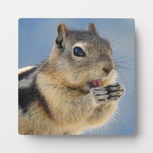 Golden Mantled Ground Squirrel Desktop Plaque Fotoplaat (Voorkant)