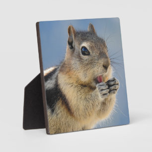Golden Mantled Ground Squirrel Desktop Plaque Fotoplaat