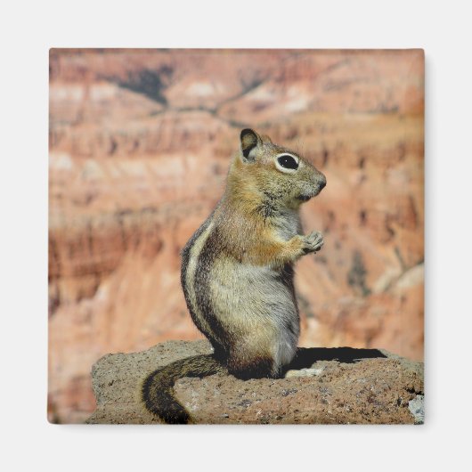 Golden Mantled Ground Squirrel Magneet (Voorkant)
