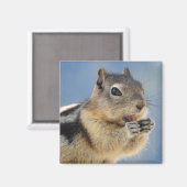 Golden Mantled Ground Squirrel Magnet (Voorkant / Achterkant)