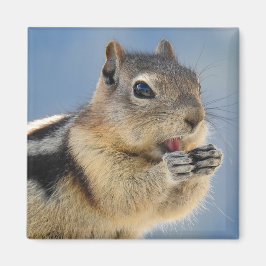 Golden Mantled Ground Squirrel Magnet