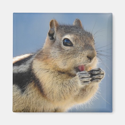 Golden Mantled Ground Squirrel Magnet (Voorkant)