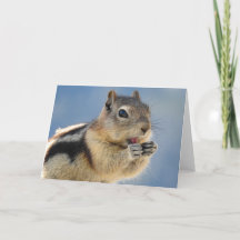 Golden Mantled Ground Squirrel Notecard