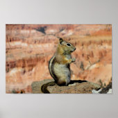 Golden Mantled Ground Squirrel Poster (Voorkant)