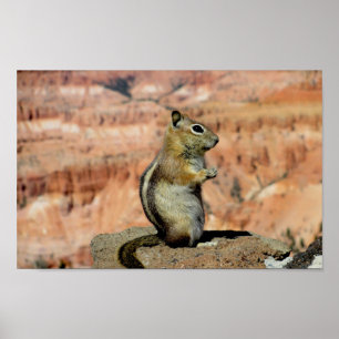 Golden Mantled Ground Squirrel Poster