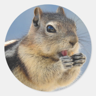 Golden Mantled Ground Squirrel Sticker