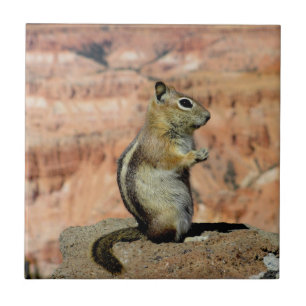 Golden Mantled Ground Squirrel Tegeltje