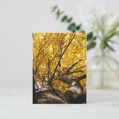 Golden Maple ~ briefkaart (Staand voorkant)
