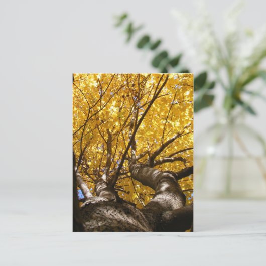 Golden Maple ~ briefkaart (Staand voorkant)