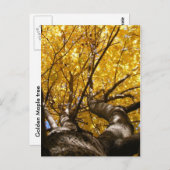 Golden Maple ~ briefkaart (Voorkant / Achterkant)