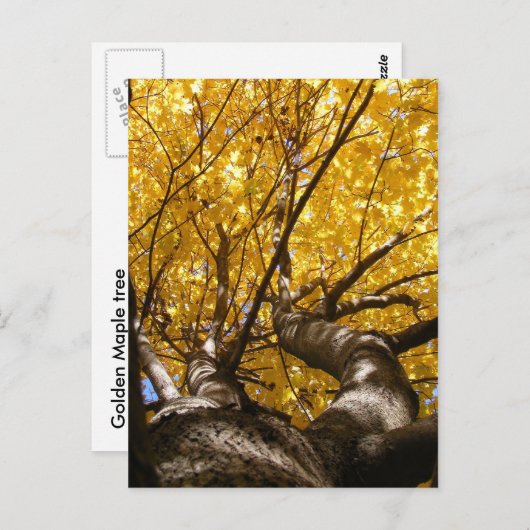 Golden Maple ~ briefkaart (Voorkant / Achterkant)