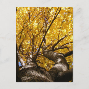 Golden Maple ~ briefkaart