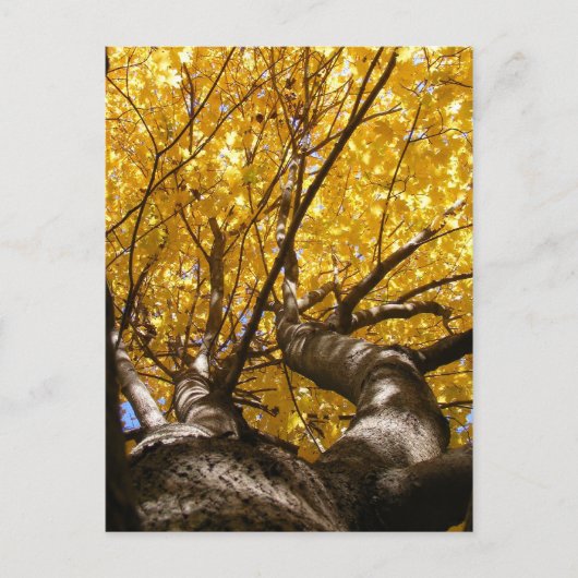 Golden Maple ~ briefkaart (Voorkant)