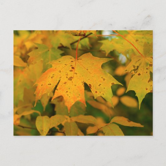 Golden Maple leaf close Briefkaart (Voorkant)