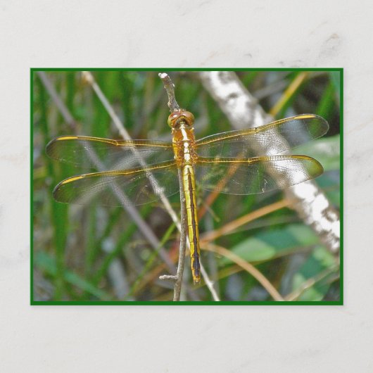 Golden Meadowhawk (Sympetrum) Dragonfly Items Briefkaart (Voorkant)
