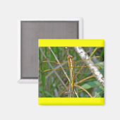 Golden Meadowhawk (Sympetrum) Dragonfly Items Magneet (Voorkant / Achterkant)