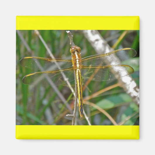 Golden Meadowhawk (Sympetrum) Dragonfly Items Magneet (Voorkant)