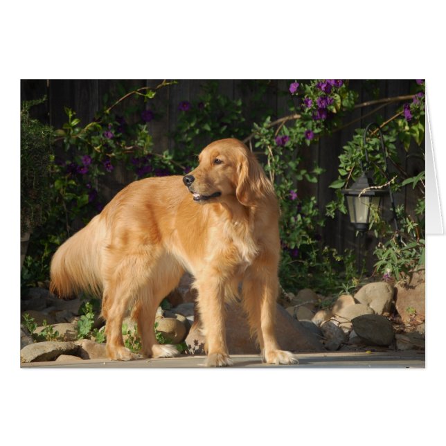 Golden Moment (Voorkant Horizontaal)